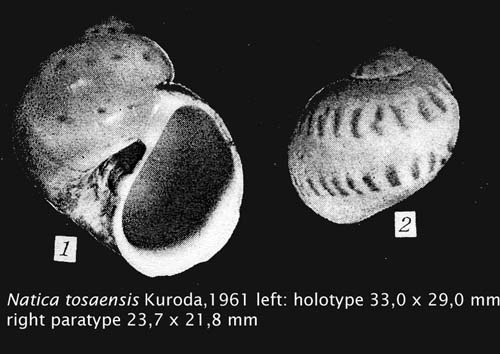 Natica tosaensis holotype